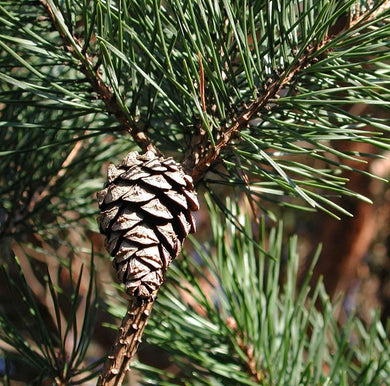Scotch Pine Essential Oil