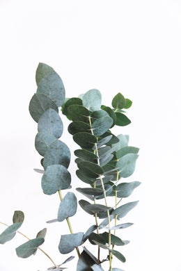 Eucalyptus Essential Oil - Little Tree Hugger Soap